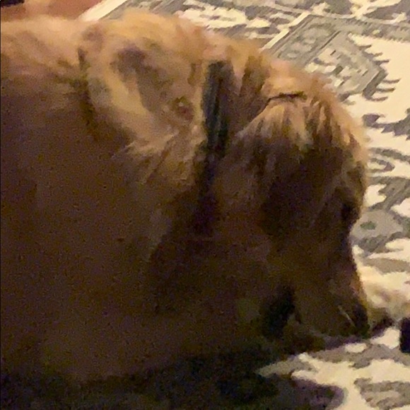 Meet your Posher, Lisa - Picture 1 of 1